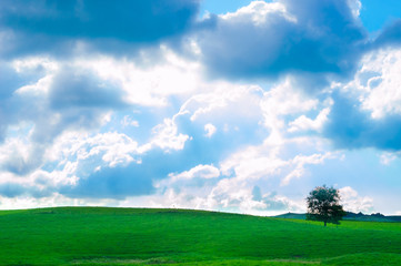 Meadow landscape with a tree under cloudy sky