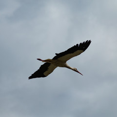 Fototapeta na wymiar Stork silhouette in flight from below. Stork in flight