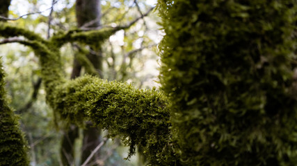 Sochi is a very beautiful nature, forest, and a small mountain river.