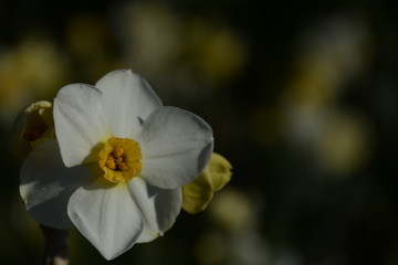 Beautiful tender daffodil with a yellow middle closeup grows in an open-air garden