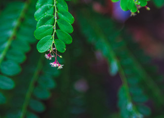Close up Phyllanthus pulcher wall red herbal flower hanging under leaves in rows,