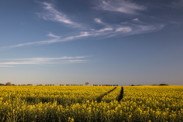 Scanian landscape (rapeseed field)