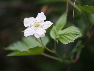 道端に咲くカジイチゴ