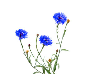 Blue Cornflower Herb or bachelor button flower bouquet isolated on white background.