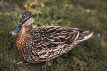 A bird sitting on top of a grass covered field