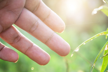 The man's hand was holding the leaf in the morning.