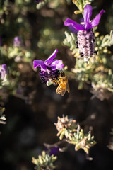 bee flying on a flower