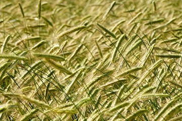 Rye field background.  Beautiful Cereal Background   