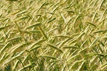Rye field background.  Beautiful Cereal Background   