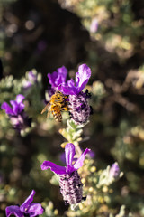 bee flying on a flower