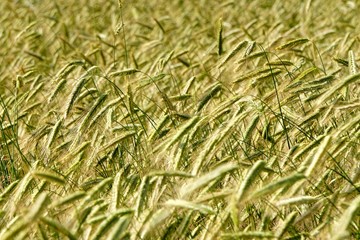 Fototapeta premium Rye field background. Beautiful Cereal Background 