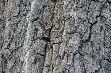 tree bark texture wood closeup