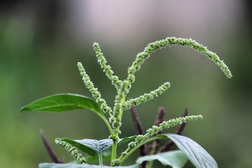 close up of a plant