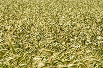 Rye field background.  Beautiful Cereal Background   