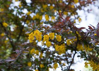 Beautiful yellow red flowers of barberry