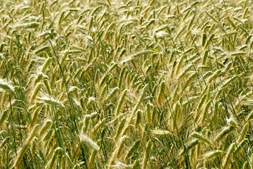 Rye field background.  Beautiful Cereal Background   