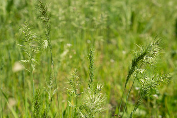 Fototapeta na wymiar Beautiful blooming green grass ready to shed seeds