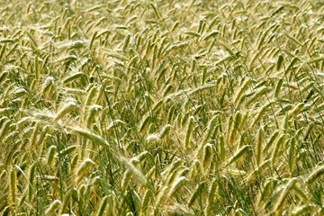 Rye field background.  Beautiful Cereal Background   