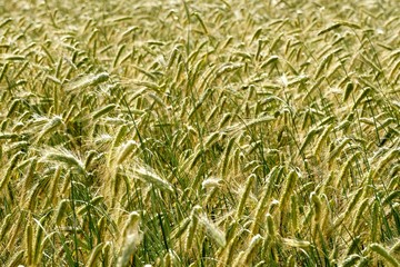 Rye field background.  Beautiful Cereal Background   