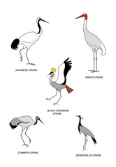 Five different types of cranes. Vector color image collection.