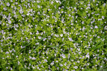 A lot of light blue flowers on a green glade texture