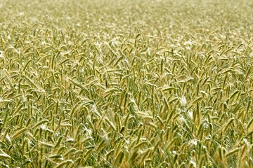 Rye field background.  Beautiful Cereal Background   