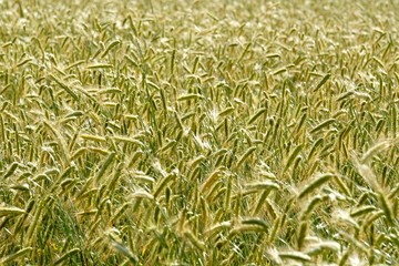 Rye field background.  Beautiful Cereal Background   
