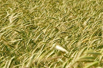 Rye field background.  Beautiful Cereal Background   