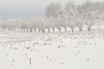 Trees and snow in Feltre valley
