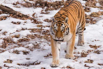 Fototapeta na wymiar tiger in winter snow. Outdoor wildlife photo Horizontal 