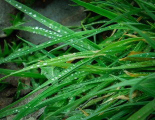 Fototapeta zielona trawa pokryta kroplami deszczu obraz