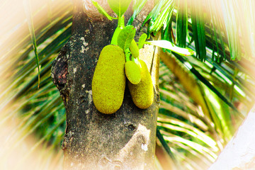 close up of a jackfruit & green leaf