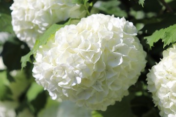 Fleurs blanches boule de neige ou viorne obier, du latin Viburnum opulus roseum au printemps - Village de Corbas - D&eacute;partement du Rh&ocirc;ne - France