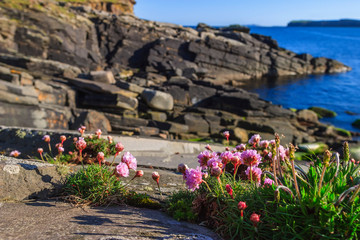 Thrift flowers at a sunny rocky beach