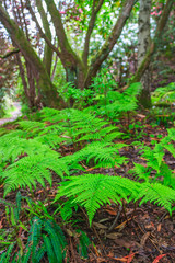 Green fern leaves in a forest