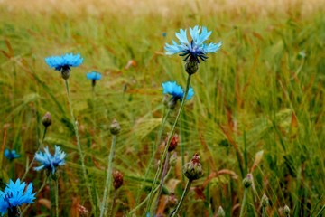 Green Rye field with blue cornflowers