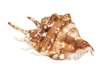 horned seashell on white