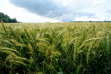 Rye field in Latvia, sunny summer day, forest on background