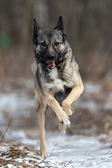 Mixed breed shepherd dog running in winter