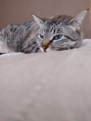 Gato relajado y tumbado en el sofá tranquilamente disfrutando de su hogar 