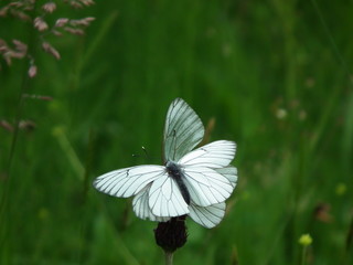 Baumweißlinge tanzen