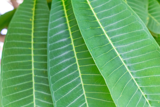 Frangipani's leaves and its veins which are a knd of dicotyledon tree