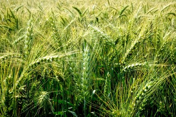 Rye field in Latvia, sunny summer day, forest on background