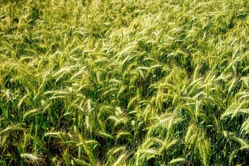 Rye field in Latvia, sunny summer day, forest on background