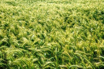 Rye field in Latvia, sunny summer day, forest on background