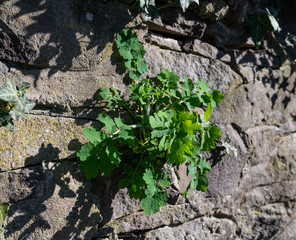 Leaves of a celandine at the beginning of vegetation