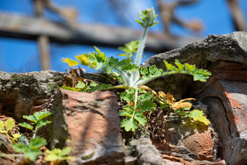 Leaves of a celandine at the beginning of vegetation