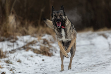 Mixed breed shepherd dog running in winter