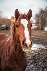 Obraz na płótnie Canvas portrait of brown horse