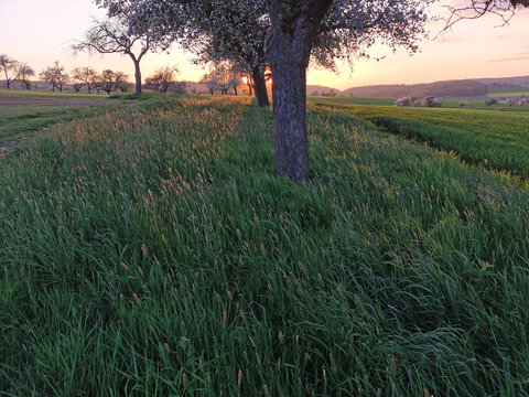 Wiese und Bäume in Gegenlicht im Sonnenuntergang